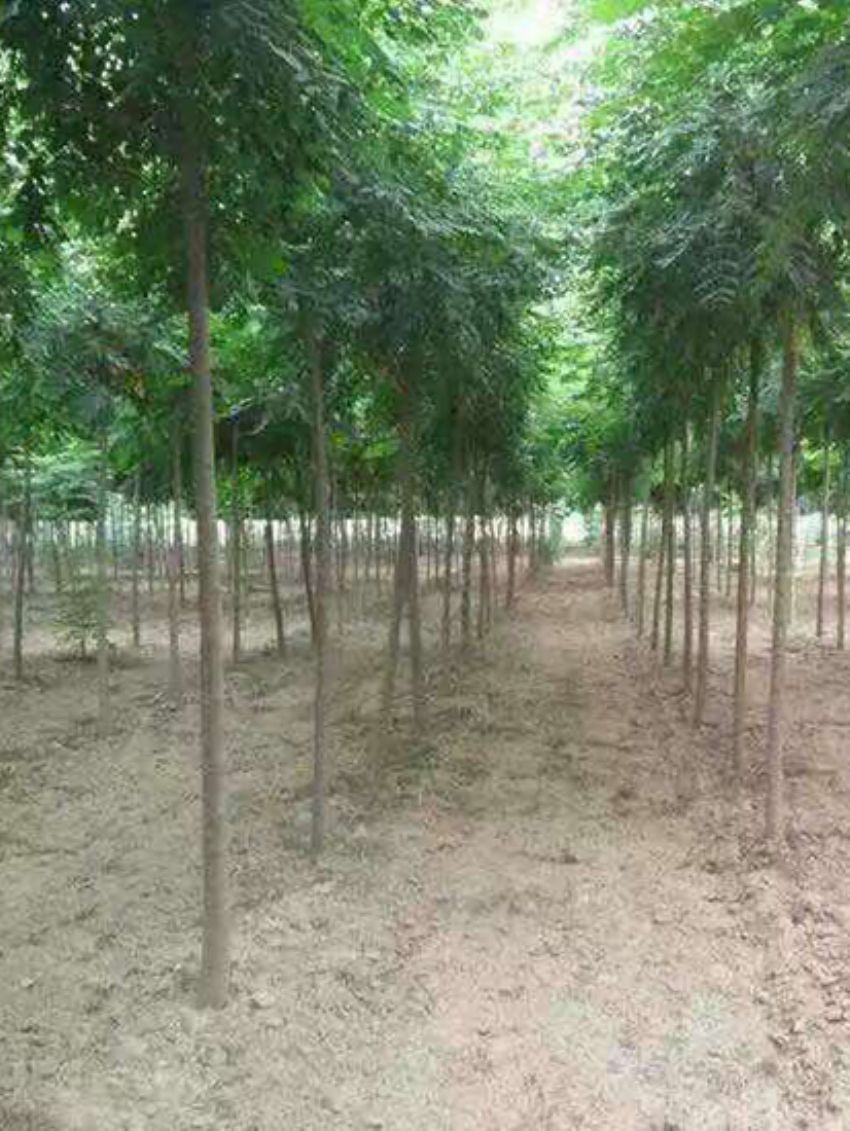 點擊查看詳細信息<br>標題：欒樹 閱讀次數(shù)：3209